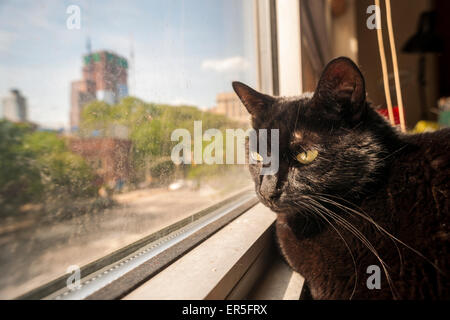 Eine schwarze inländischen kurze Haare Katze schaut aus dem Fenster in New York auf Montag, 25. Mai 2015.   (© Richard B. Levine) Stockfoto