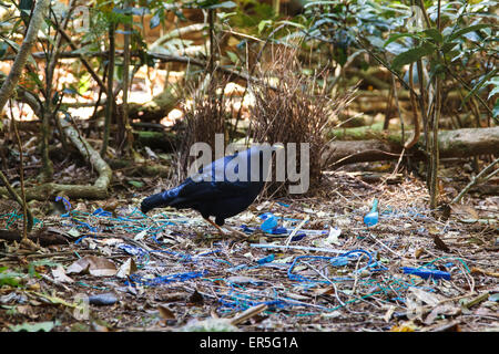 Männliche Satin Laubenvogel Reillys Rainforest Retreat Stockfoto