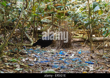 Männliche Satin Laubenvogel Reillys Rainforest Retreat Stockfoto