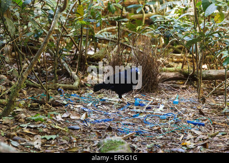 Männliche Satin Laubenvogel Reillys Rainforest Retreat Stockfoto