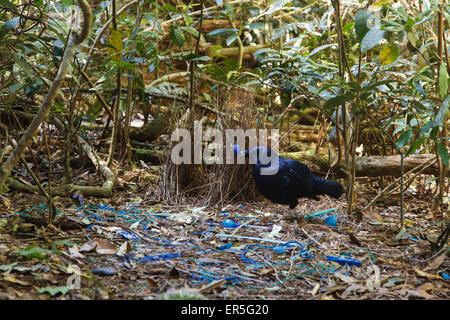 Männliche Satin Laubenvogel Reillys Rainforest Retreat Stockfoto