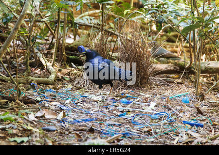 Männliche Satin Laubenvogel Reillys Rainforest Retreat Stockfoto