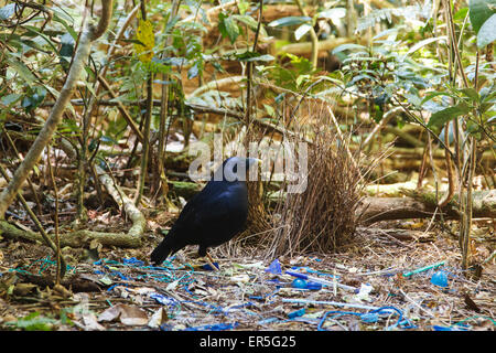 Männliche Satin Laubenvogel Reillys Rainforest Retreat Stockfoto