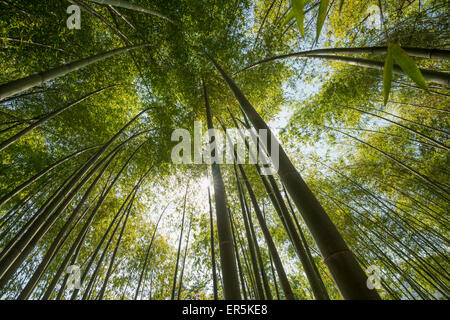 Bambus-Wald, Gärten der Villa Carlotta, Tremezzo, Comer See, Lago di Como, Provinz Como, Lombardei, Italien Stockfoto