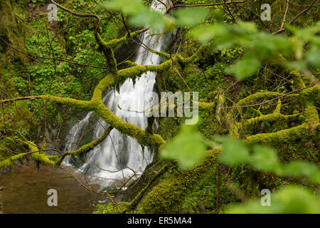 Lotenbachklamm, Wutachschlucht, Bonndorf, Schwarzwald, Baden-Württemberg, Deutschland Stockfoto