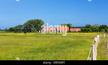 Pferde auf einer Koppel auf Langeoog Insel, Nordsee, Ostfriesischen Inseln, Ostfriesland, Niedersachsen, Deutschland, Europa Stockfoto