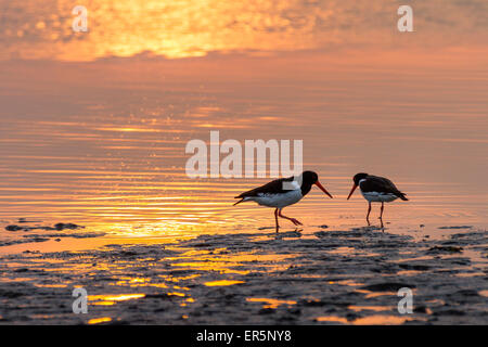 Austernfischer in das Wattenmeer bei Sonnenuntergang, Haematopus Ostralegus, Insel Langeoog, Nordsee, Ostfriesischen Inseln, Ostfriesland, Stockfoto