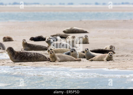 Seehunde ruhen auf Wattflächen, Phoca Vitulina, Eastfriesian Inseln, Nationalparks, UNESCO-Weltkulturerbe, Nordsee, G Stockfoto