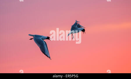 Lachmöwen bei Sonnenuntergang, Larus Ridibundus, Nationalpark, Nordsee, Ostfriesischen Inseln, Ostfriesland, Niedersachsen, Deutschland Stockfoto