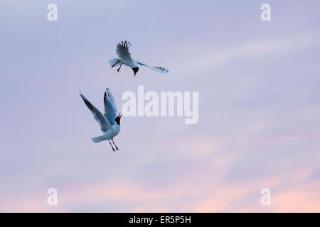 Lachmöwen kämpfen bei Sonnenuntergang, Larus Ridibundus, Nationalpark, Nordsee, Ostfriesischen Inseln, Ostfriesland, Niedersächsische Stockfoto