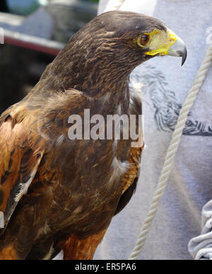 Harris Hawk, Parabuteo Unicinctus, gehalten von einem Mitarbeiter bei Estero El Salado Stockfoto