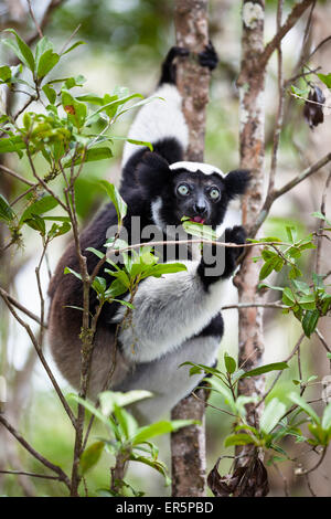 Indri Essen Blätter, Indri Indri, Regenwald, Andasibe-Mantadia Nationalpark, Ost-Madagaskar, Madagaskar, Afrika Stockfoto