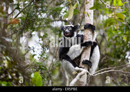 Indri Klettern, ein Baum, Indri Indri, Regenwald, Andasibe-Mantadia Nationalpark, Ost-Madagaskar, Madagaskar, Afrika Stockfoto