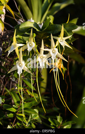 Orchidee im Regenwald, Stern von Madagaskar, Angraecum Sesquipedale, Ost Madagaskar, Madagaskar, Afrika Stockfoto