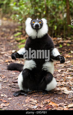 Schwarz und weiß Ruffed Lemur, Varecia Variegata, Ost Madagaskar, Madagaskar, Afrika Stockfoto