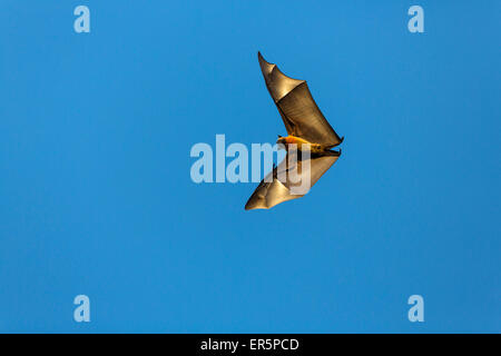 Flying Fox, Pteropus Rufus, Berenty Reserve, Madagaskar, Afrika Stockfoto