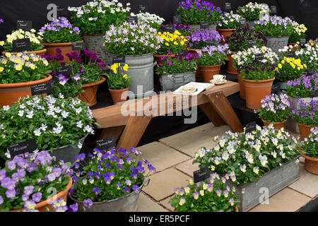 Viola-Display an der großen Pavillon auf der RHS Chelsea Flower Show 2015 Stockfoto