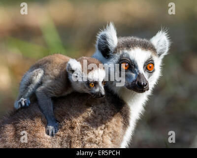 Ringtailed Lemur mit Baby, Lemur Catta, Nahampoana Reserve, Süd-Madagaskar, Madagaskar, Afrika Stockfoto