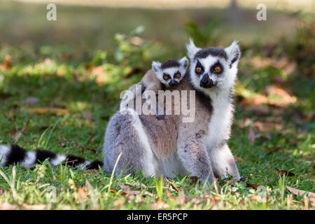 Ringtailed Lemur mit Baby, Lemur Catta, Nahampoana Reserve, Süd-Madagaskar, Afrika Stockfoto