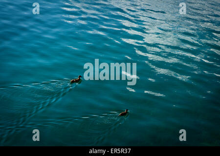 Zwei Enten schwimmen auf dem See Eibsee, Oberbayern, Deutschland Stockfoto