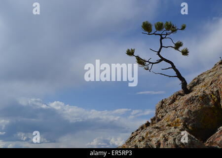 Dieses Foto fängt aufgenommen beim Wandern des weiten und schönen Landes in Colorado, die Essenz des Wachstums in einer einzigartigen Atmosphäre. Stockfoto