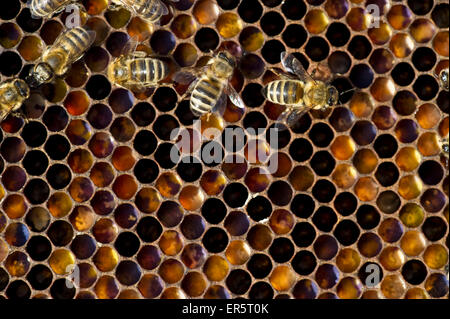 Bienen auf den Waben, Freiburg Im Breisgau, Baden-Württemberg, Deutschland Stockfoto