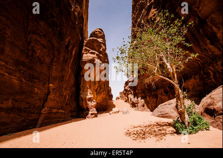 Laubbaum in einer Schlucht zwischen Felsen, Wadi Rum, Jordanien, Naher Osten Stockfoto