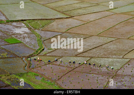 Reisfelder in der Form einer Spinnen-Netz, in der Nähe von Ruteng, westlich von Flores, Ost-Nusa Tenggara, kleinen Sunda-Inseln, Indonesien, Sou Stockfoto