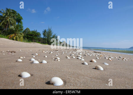 Muscheln am Strand, Bang Saphan, Provinz Prachuap Khiri Khan, Thailand, Asien Stockfoto