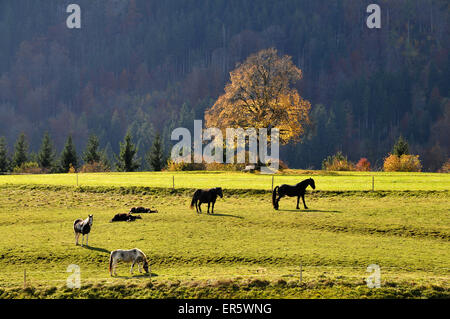 Pferde in einem Feld in der Nähe von Pfronten, Ostallgaeu, Schwaben, Bayern, Deutschland Stockfoto
