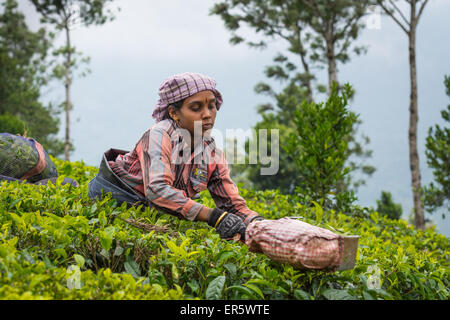 Indische Frau Tee sammeln Blätter auf einer Teeplantage in der Nähe von Anayirankai Reservoir, Kerala, Indien Stockfoto