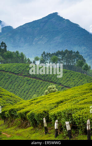 Teeplantage in der bergigen Gegend in der Nähe von Munnar, Kerala, Indien Stockfoto