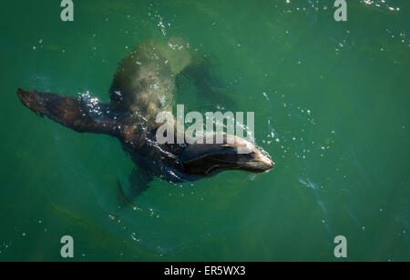 Seelöwen schwimmen im Meer von Santa Monica Pier, Santa Monica, Kalifornien Stockfoto