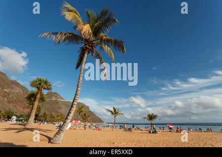 Strand mit Palmen, Playa de Las Teresitas, in der Nähe von San Andres, Las Montanas de Anaga Naturpark Parque Rural de Anaga, Stockfoto