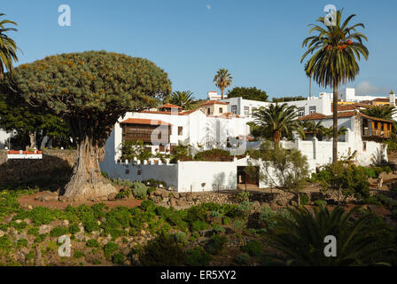 Drago Milenario, tausend Jahre alten Drachen Baum, alten Drachenbaum, UNESCO-Weltkulturerbe, Icod de Los Vinos, Teneriffa, Ca Stockfoto