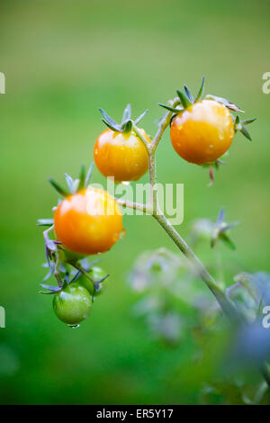 Reihe von frischen Tomaten nach Regen Stockfoto