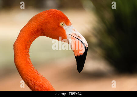 Profil-Schuss der Karibik flamingo Stockfoto