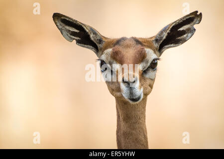 Porträt von einem südlichen Gerenuk (Litocranius Walleri) an der San Diego Zoo, San Diego, Kalifornien Stockfoto