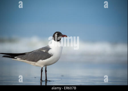 Eine einsame Möwe stehend am Ufer in Jacksonville Beach, Florida, USA. Stockfoto