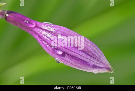 Bud lila Blume mit Wasser Tropfen Closeup auf die verschwommene grüne Hintergrund. Stockfoto