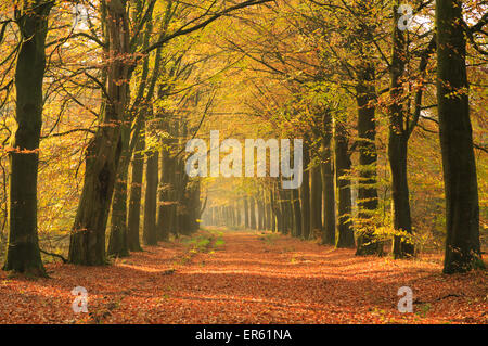 Warme Herbstfarben in einer schönen Gasse in einem Wald. Stockfoto