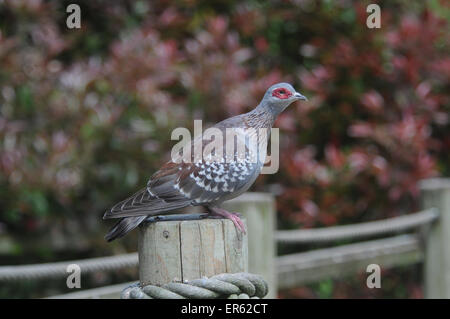 Eine afrikanische Felsentaube, Columba Guinea, Alson bekannt als gesprenkelte Taube, Native of Africa, gebürtig aus Afrika Stockfoto