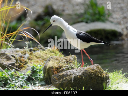 Black winged Stilt, Himantopus Himantopus Pic Mike Walker, Mike Walker Bilder Stockfoto