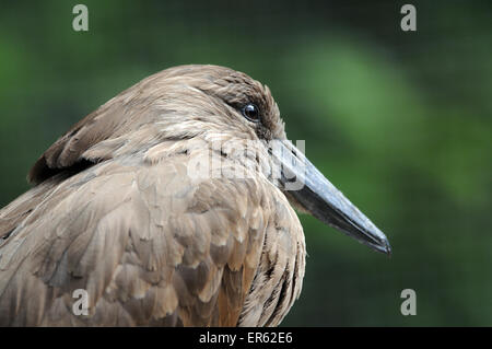 Ein Hamerkop, Scopus Umbretta gebürtig aus Afrika Pic Mike Walker, Mike Walker Bilder Stockfoto