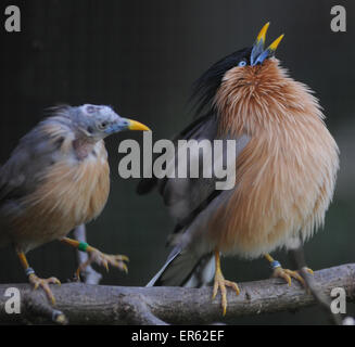 Pagode Starling oder Brahminy Starling Sturnus Pagodarum, gebürtig aus Asien. Pixc Mike Walker, Mike Walker Bilder Stockfoto