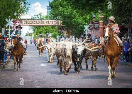 Almabtrieb, Texas Longhorn Rinder mit Cowboys und Cowgirls, Schlachthöfe, Fort Worth, Texas, USA Stockfoto