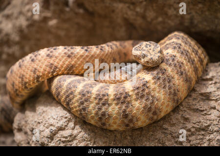 Western Diamondback Rattlesnake (Crotalus Atrox) auf Rock, Captive, Sonora Desert Museum, Tucson, Arizona, USA Stockfoto