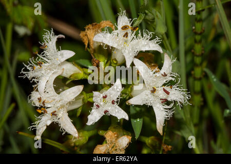 Moor, Bean (Menyanthes Trifoliata), Murnauer Moos, Bayern, Deutschland Stockfoto