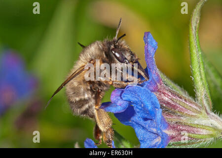 Hairy-Footed Flower Bee (Anthophora Plumipes), männliche Futter für Nektar auf lila Gromwell (Buglossoides Purpurocaerulea) Stockfoto