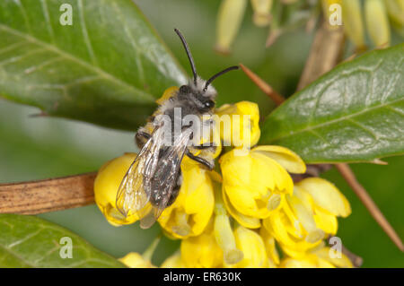 Ashy Mining Bee (Andrena Aschenpflanze) Futter für Nektar auf Berberitze (Berberis Vulgaris), Baden-Württemberg, Deutschland Stockfoto